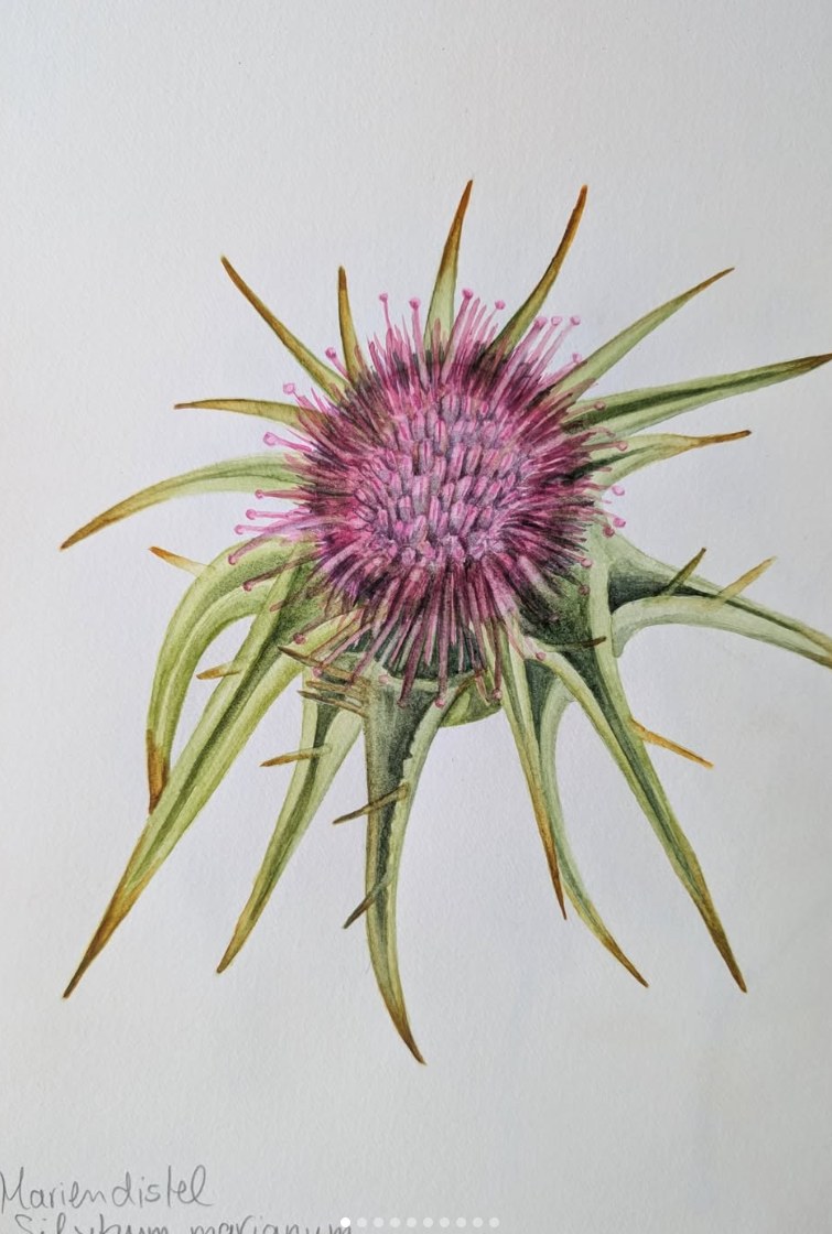 Mariendistel — botanisches Aquarell von Maren Schmidt